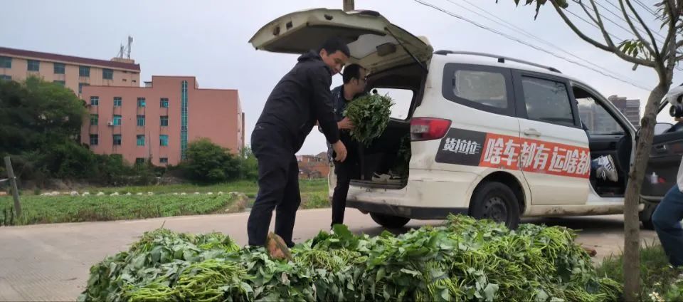 畝產(chǎn)可達(dá)6500斤！今年長樂種植面積達(dá)萬畝!