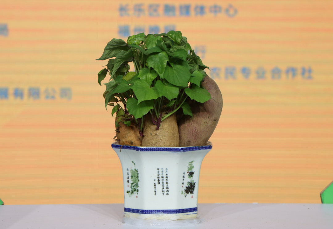 畝產(chǎn)可達(dá)6500斤！今年長樂種植面積達(dá)萬畝!