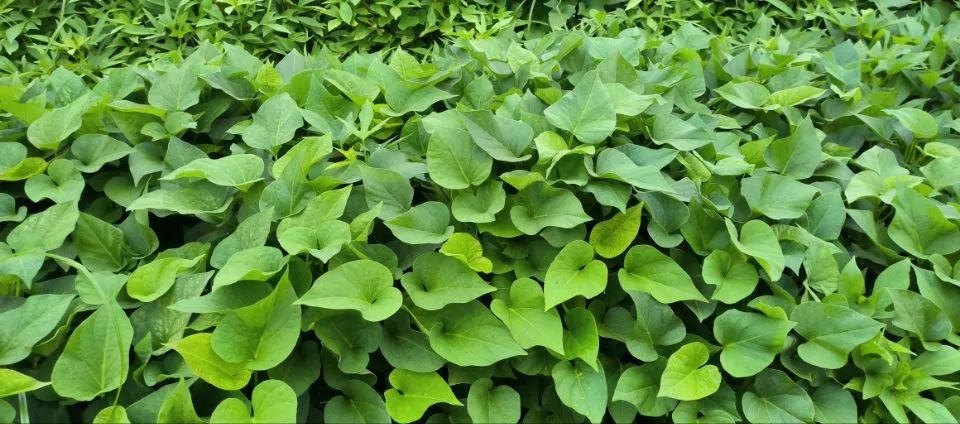 畝產(chǎn)可達(dá)6500斤！今年長樂種植面積達(dá)萬畝!