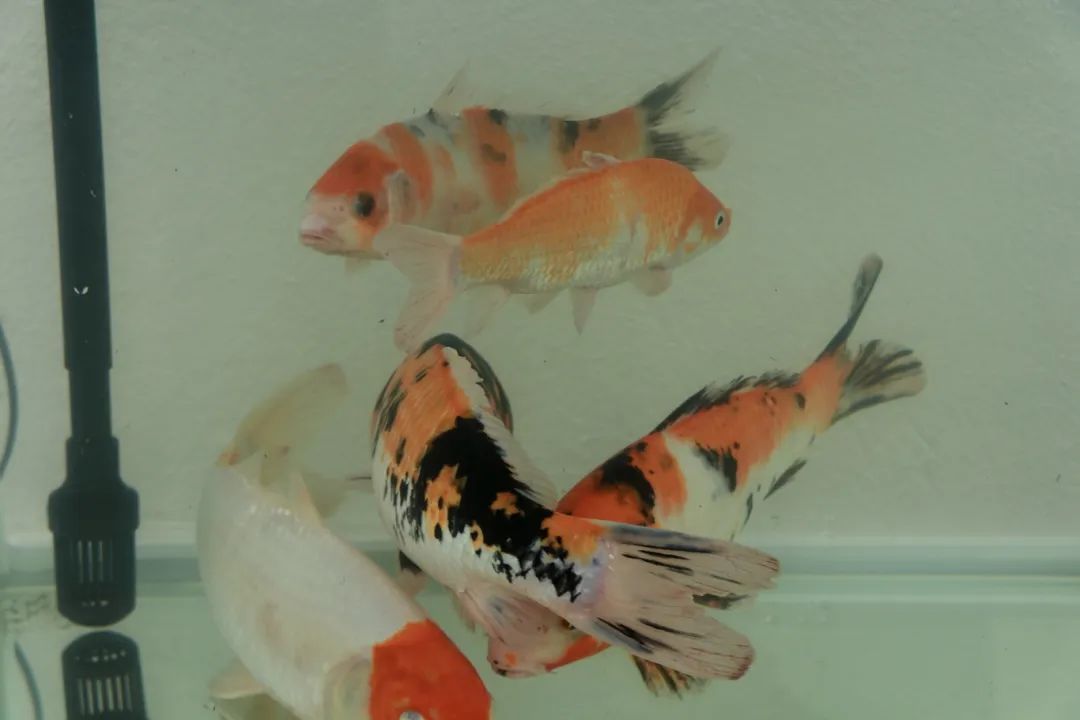 國(guó)慶必打卡！僑鄉(xiāng)閩臺(tái)融合項(xiàng)目錦鯉園！還有系列活動(dòng)……