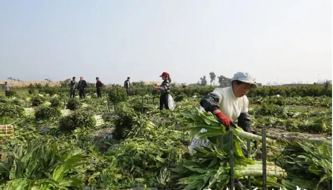 專業(yè)村！恭喜長樂友愛、溪湄、桃源……