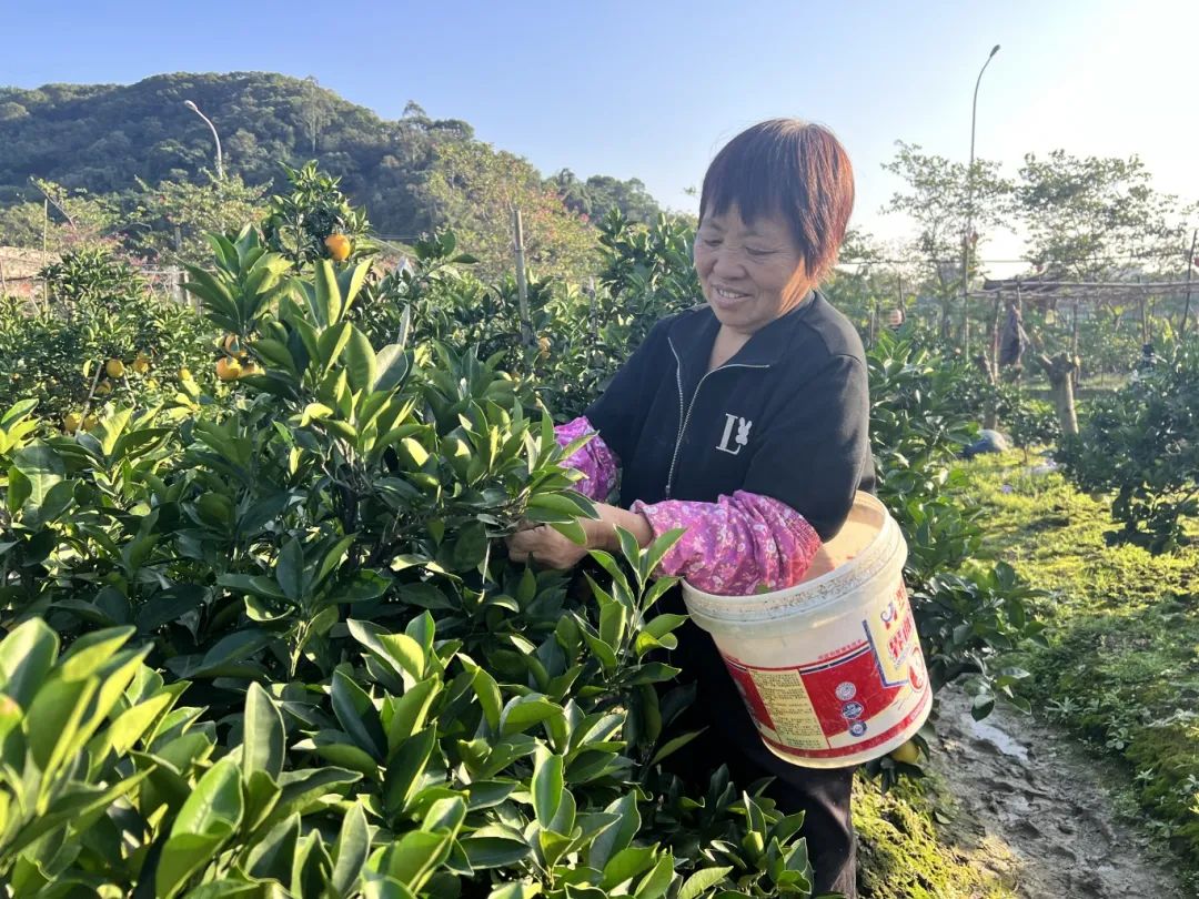 開摘！周末走起！長樂陳女士：去年嘗過后念念不忘……