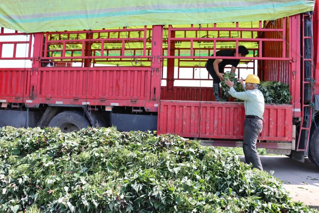 暢銷江蘇、山東、江西、廣東……長樂這里日發(fā)超50萬株→