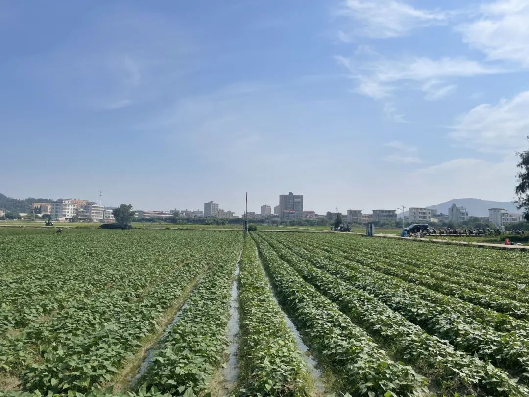 暢銷江蘇、山東、江西、廣東……長樂這里日發(fā)超50萬株→