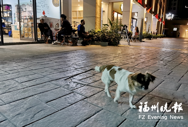 福州如何治理狗患？各方積極建言獻(xiàn)策