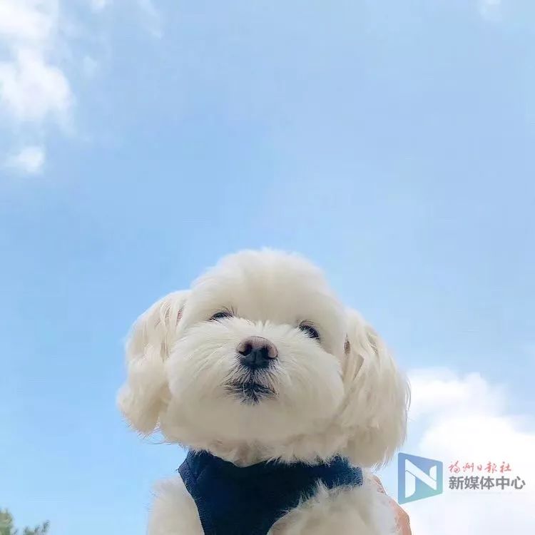 養(yǎng)狗人士要注意！大媽肝臟內“闖進”肝包蟲十多年！