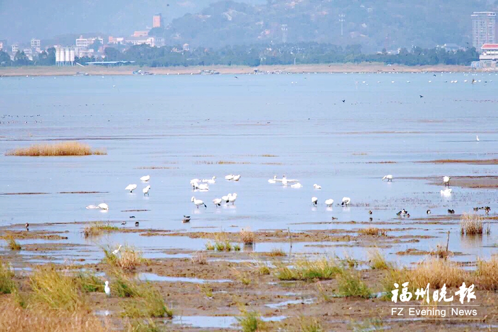 小天鵝飛抵福州閩江河口濕地 本月中下旬是最佳觀測期