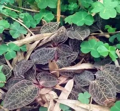 每人每年增收萬元！永泰這片林地里藏著“聚寶盆”