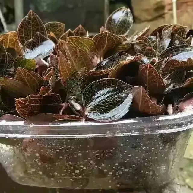 每人每年增收萬元！永泰這片林地里藏著“聚寶盆”