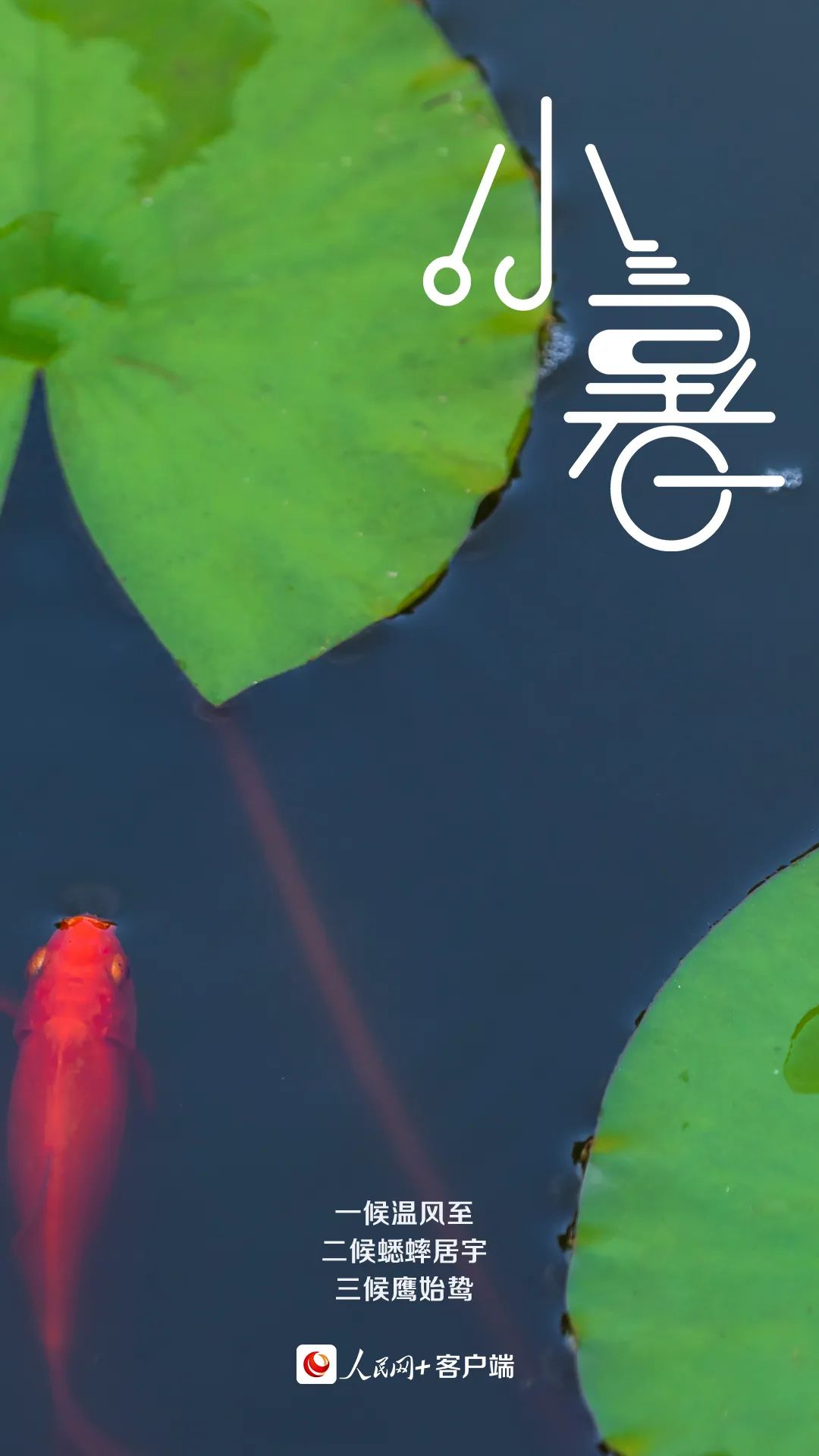 【網(wǎng)絡(luò)中國節(jié)?小暑】今日小暑