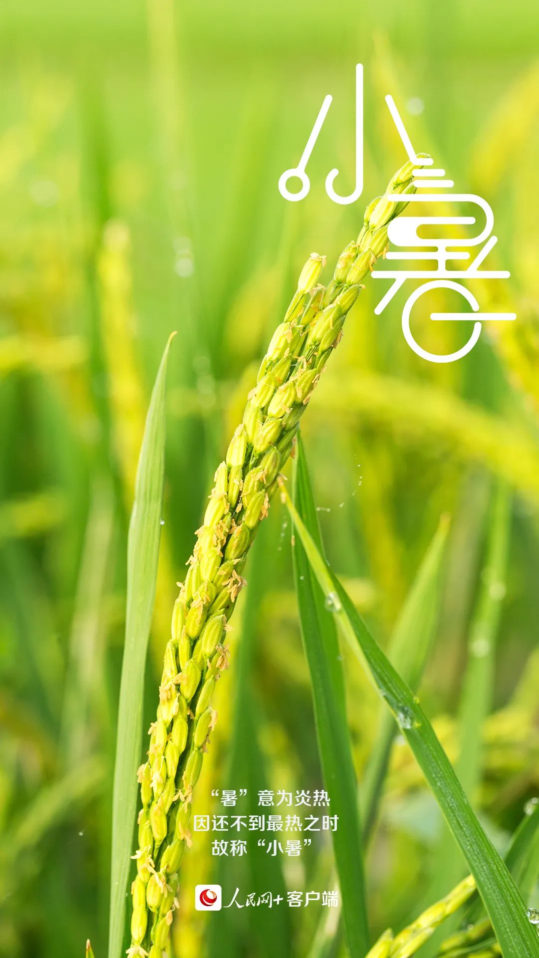 【網(wǎng)絡(luò)中國節(jié)?小暑】今日小暑