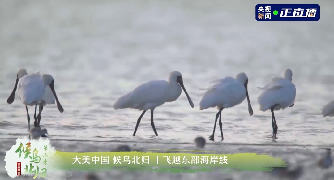 央視聚焦閩江口！“神話之鳥”中華鳳頭燕鷗又回家了