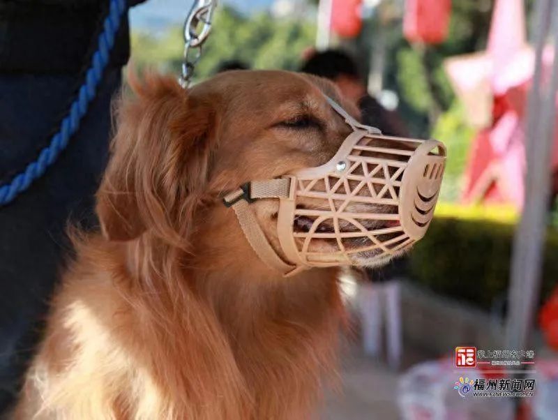 長樂養(yǎng)狗的注意！處罰裁量標準公布！