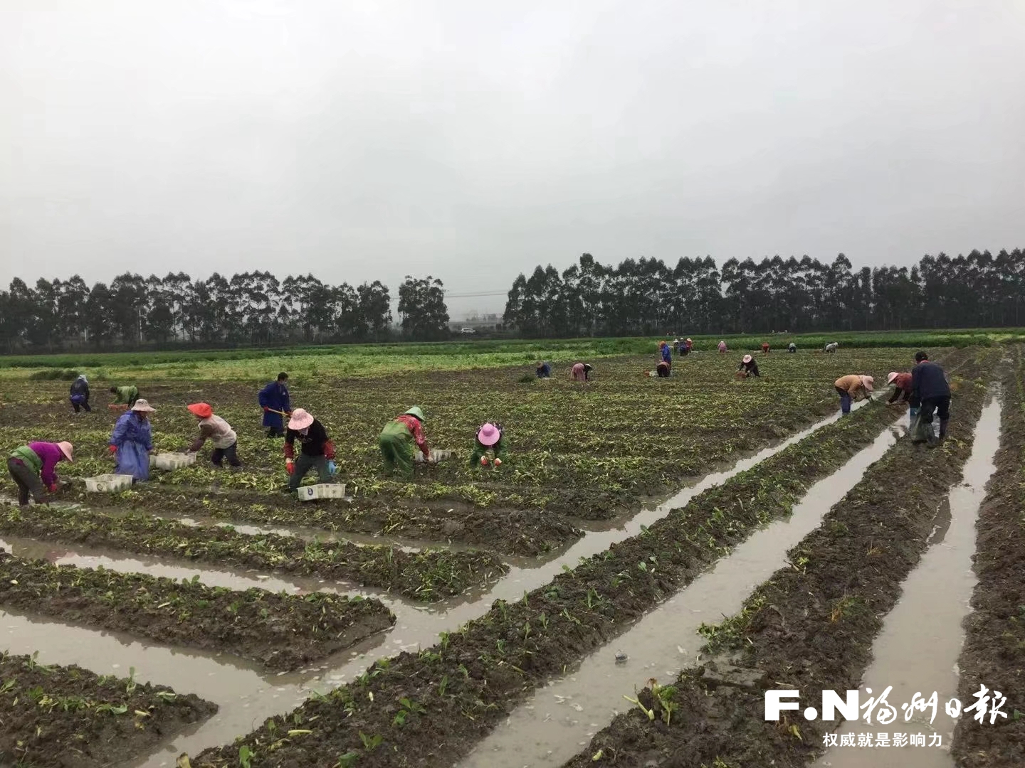 長樂全力保障疫情期間農(nóng)產(chǎn)品市場供應(yīng)和價格穩(wěn)定