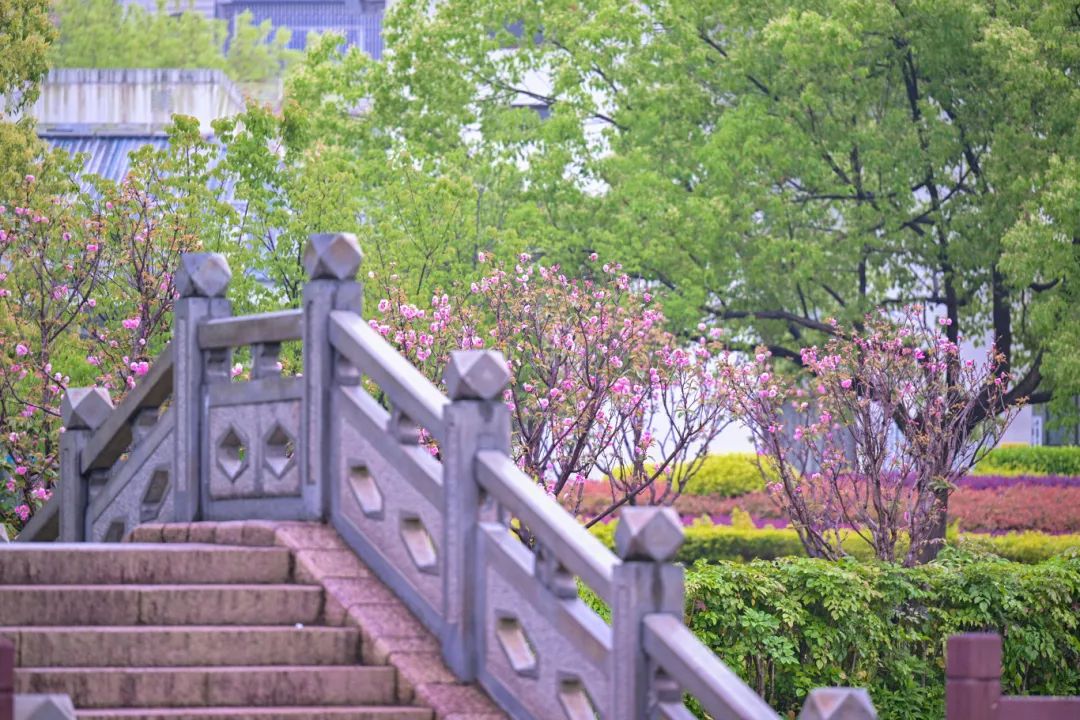 春日限定，“組團出道”！速來圍觀，就在長樂......