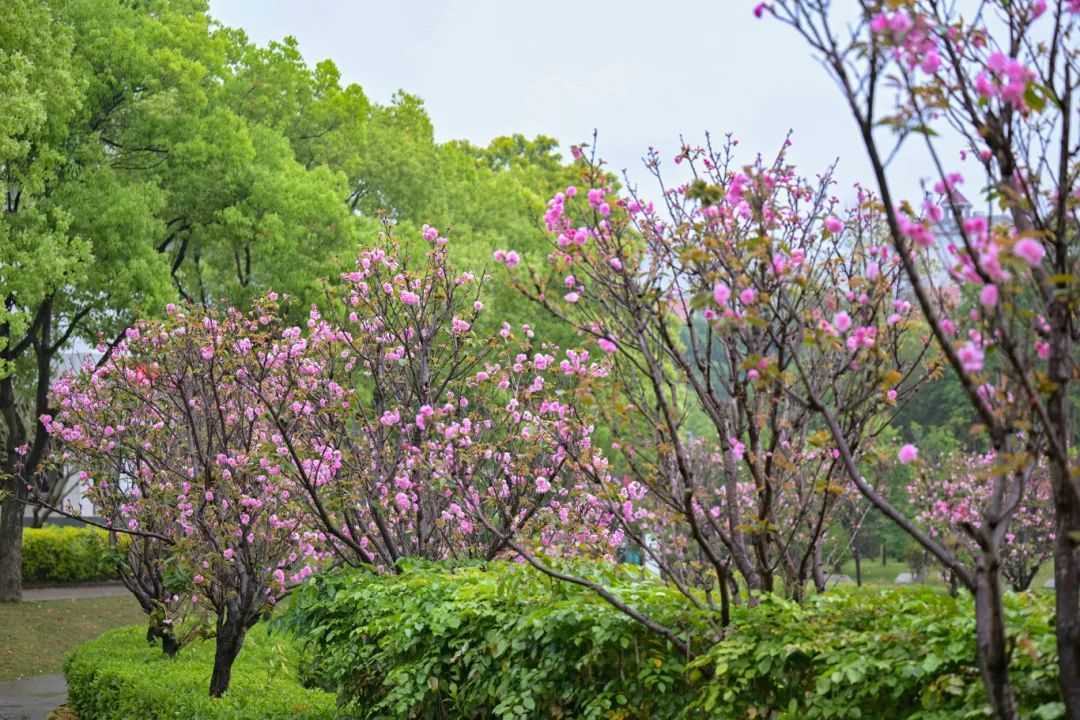 春日限定，“組團出道”！速來圍觀，就在長樂......