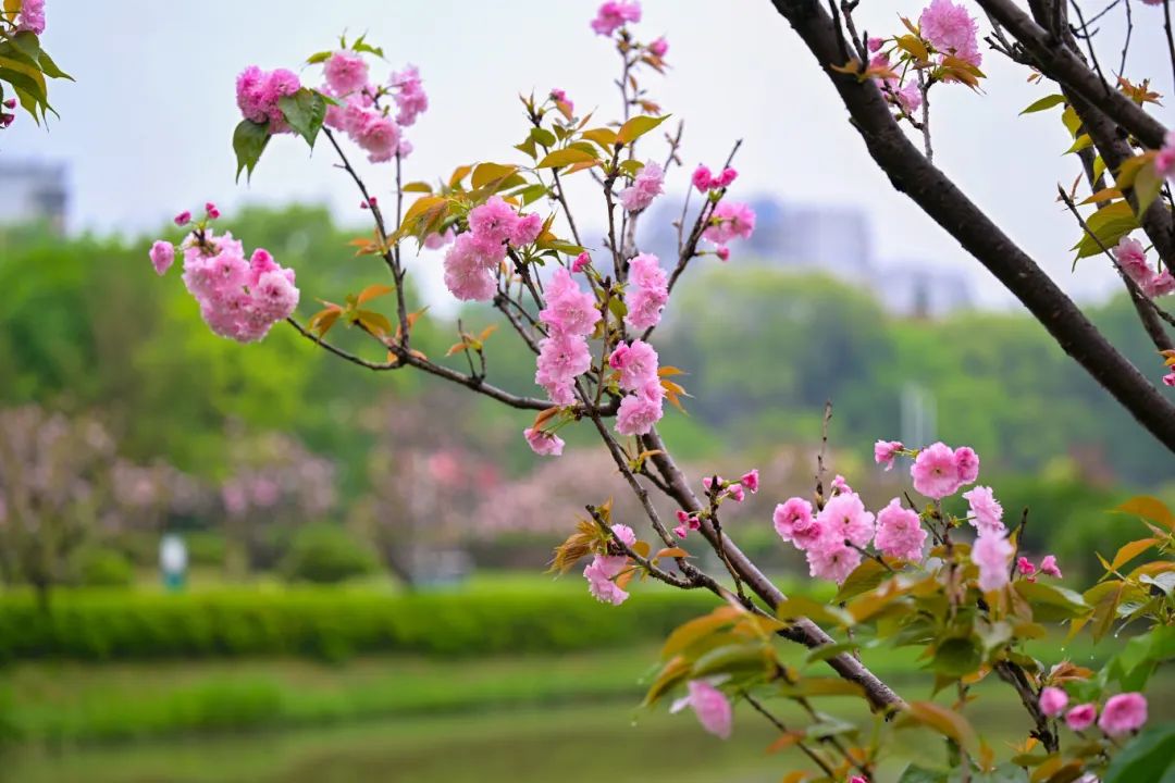 春日限定，“組團出道”！速來圍觀，就在長樂......