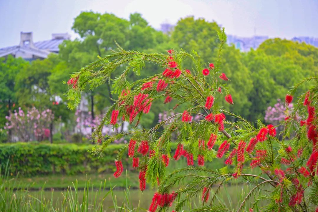 春日限定，“組團出道”！速來圍觀，就在長樂......