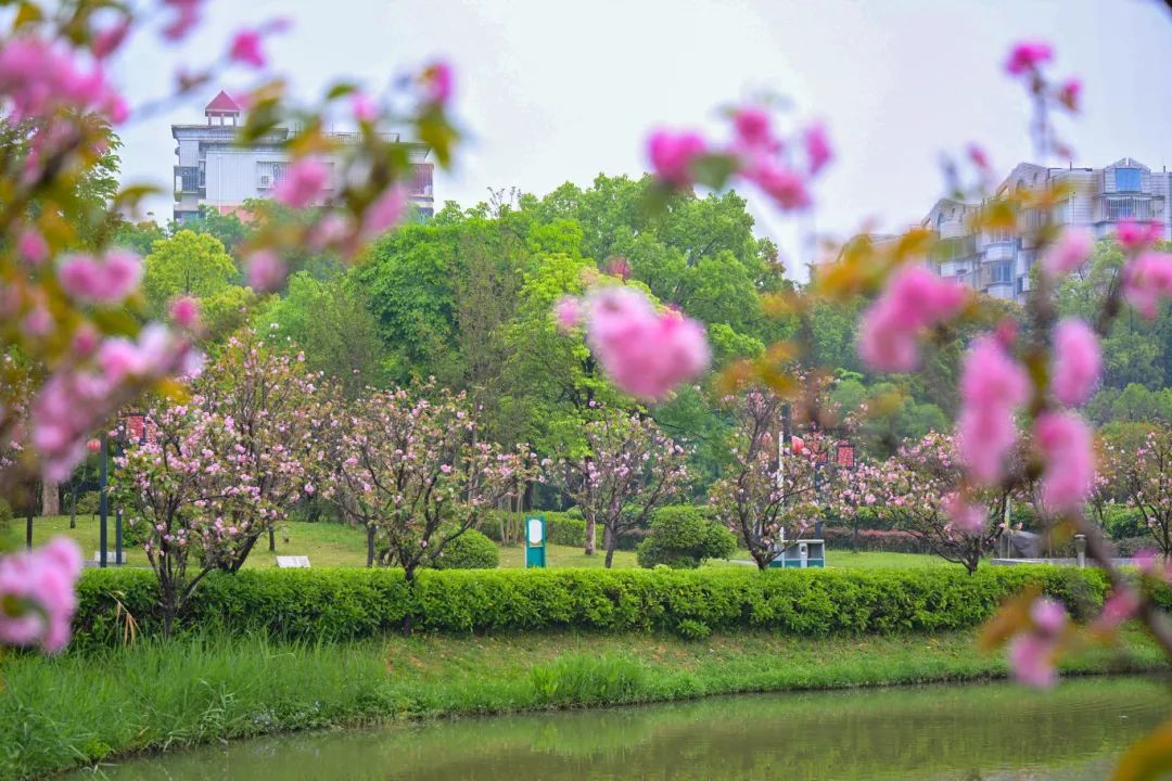 春日限定，“組團出道”！速來圍觀，就在長樂......