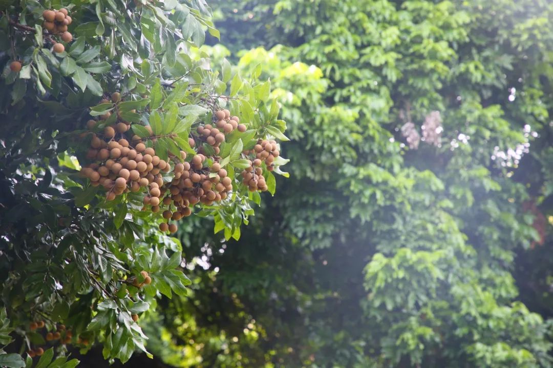 金秋果滿園，“水果中的黃芪”上新啦！