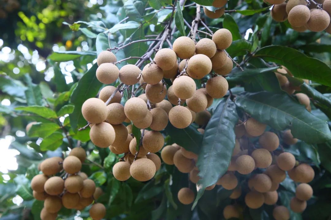 金秋果滿園，“水果中的黃芪”上新啦！