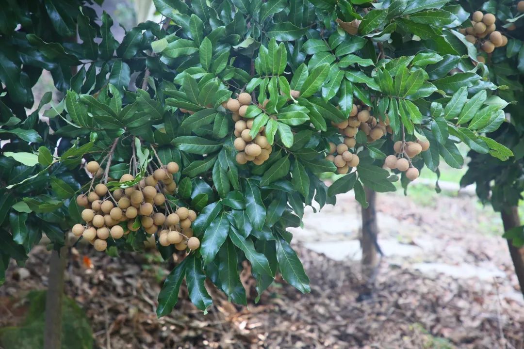 金秋果滿園，“水果中的黃芪”上新啦！