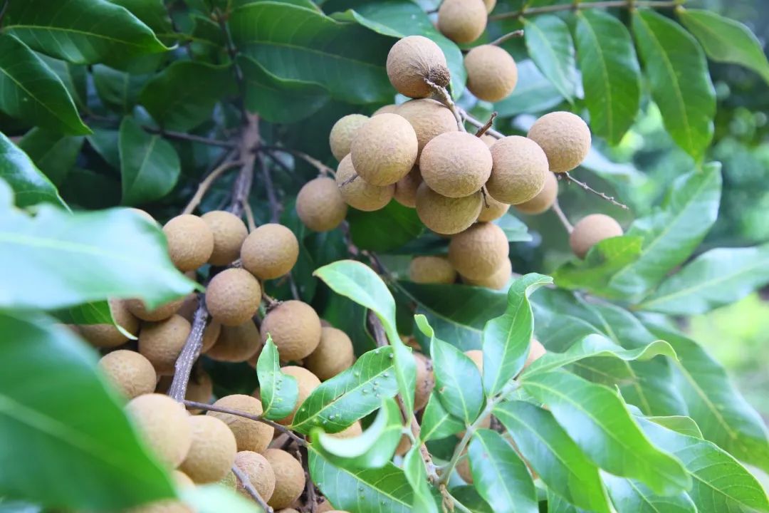 金秋果滿園，“水果中的黃芪”上新啦！