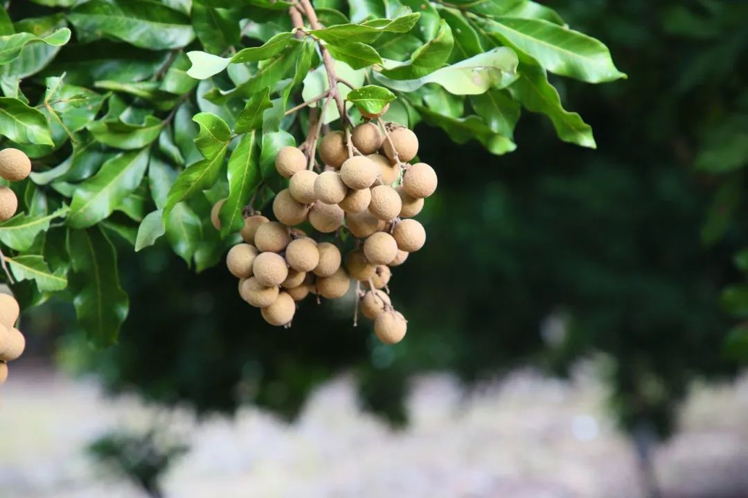 金秋果滿園，“水果中的黃芪”上新啦！