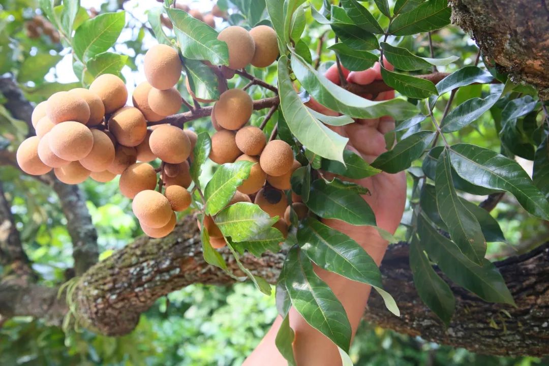 金秋果滿園，“水果中的黃芪”上新啦！
