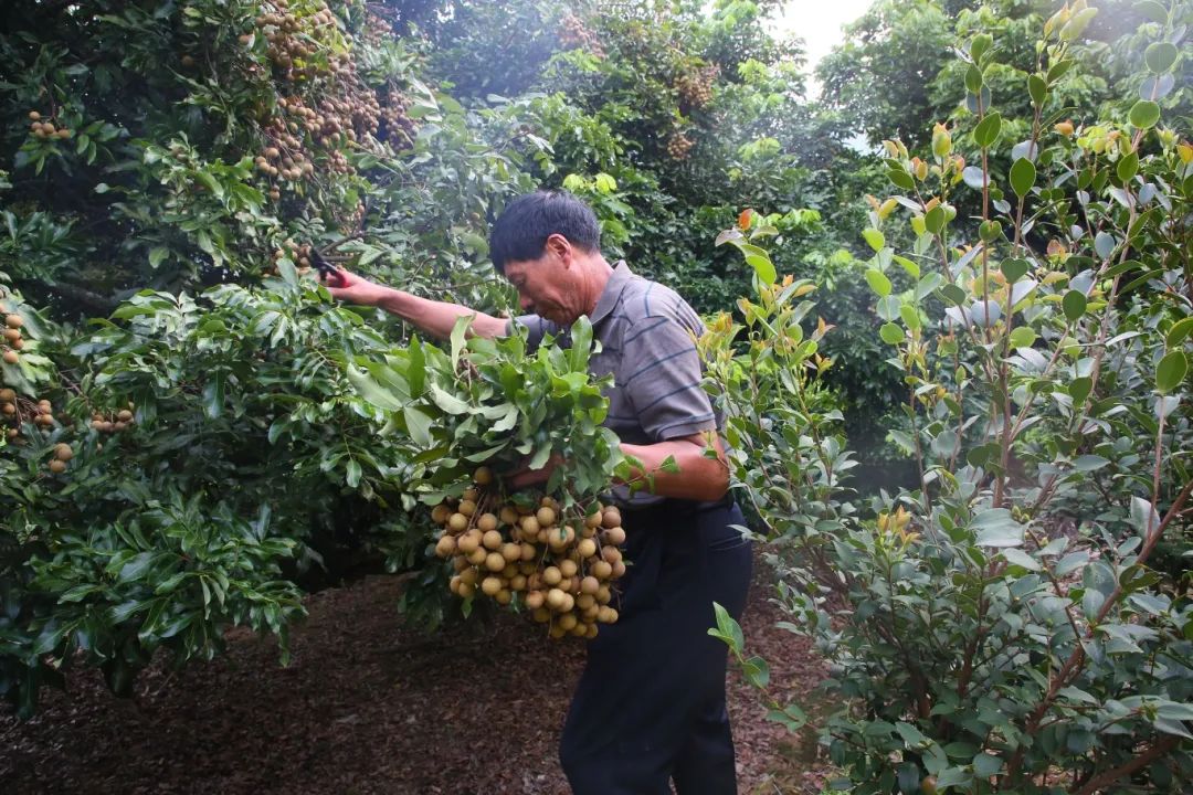 金秋果滿園，“水果中的黃芪”上新啦！