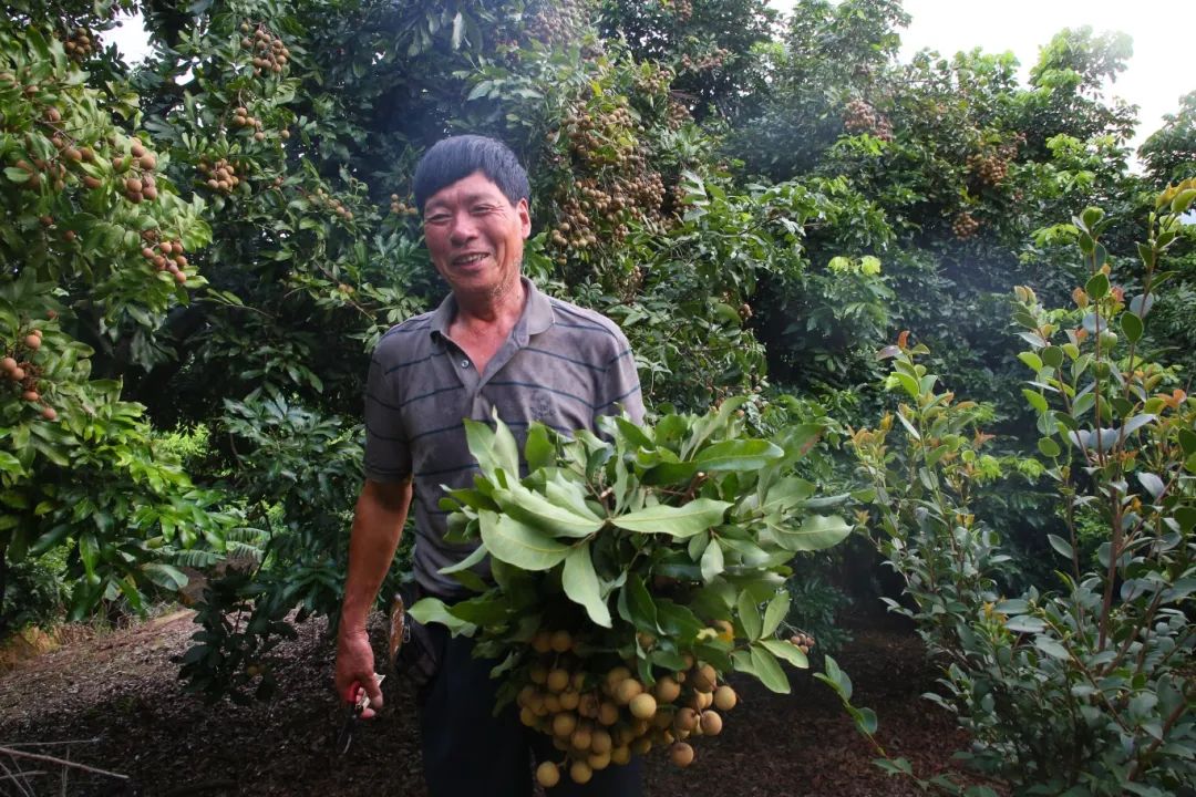 金秋果滿園，“水果中的黃芪”上新啦！