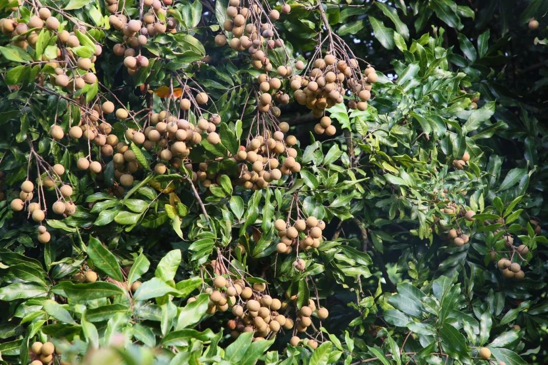 金秋果滿園，“水果中的黃芪”上新啦！