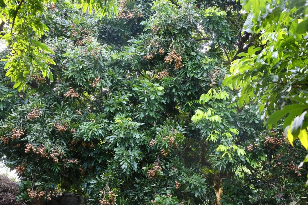 金秋果滿園，“水果中的黃芪”上新啦！
