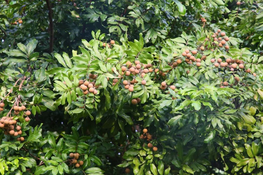 金秋果滿園，“水果中的黃芪”上新啦！