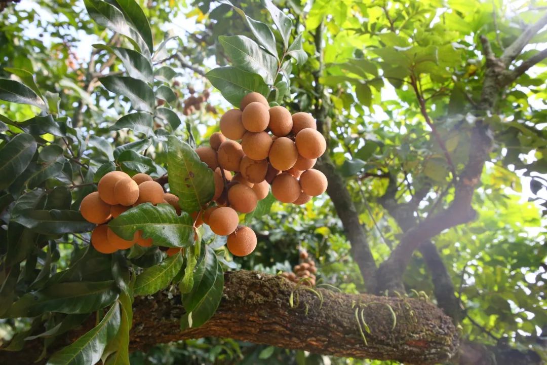 金秋果滿園，“水果中的黃芪”上新啦！