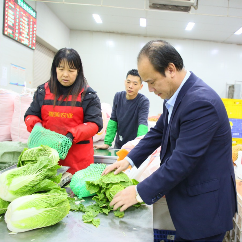 日發(fā)300多噸！長樂雪美“南菜北運”采收忙