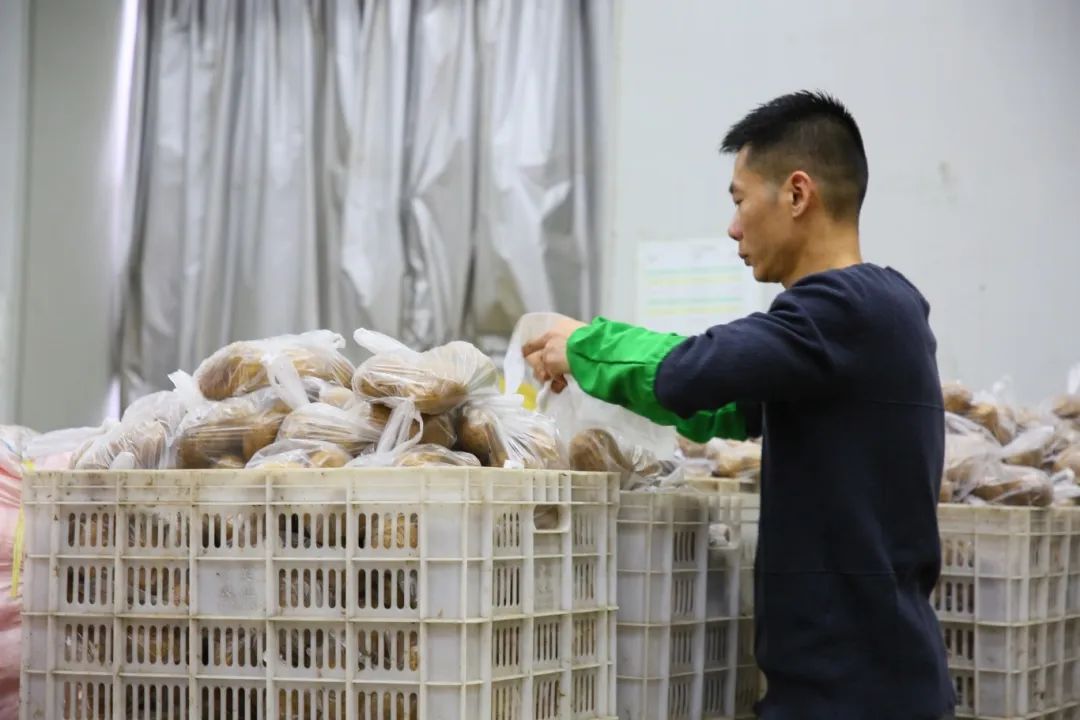 日發(fā)300多噸！長樂雪美“南菜北運”采收忙