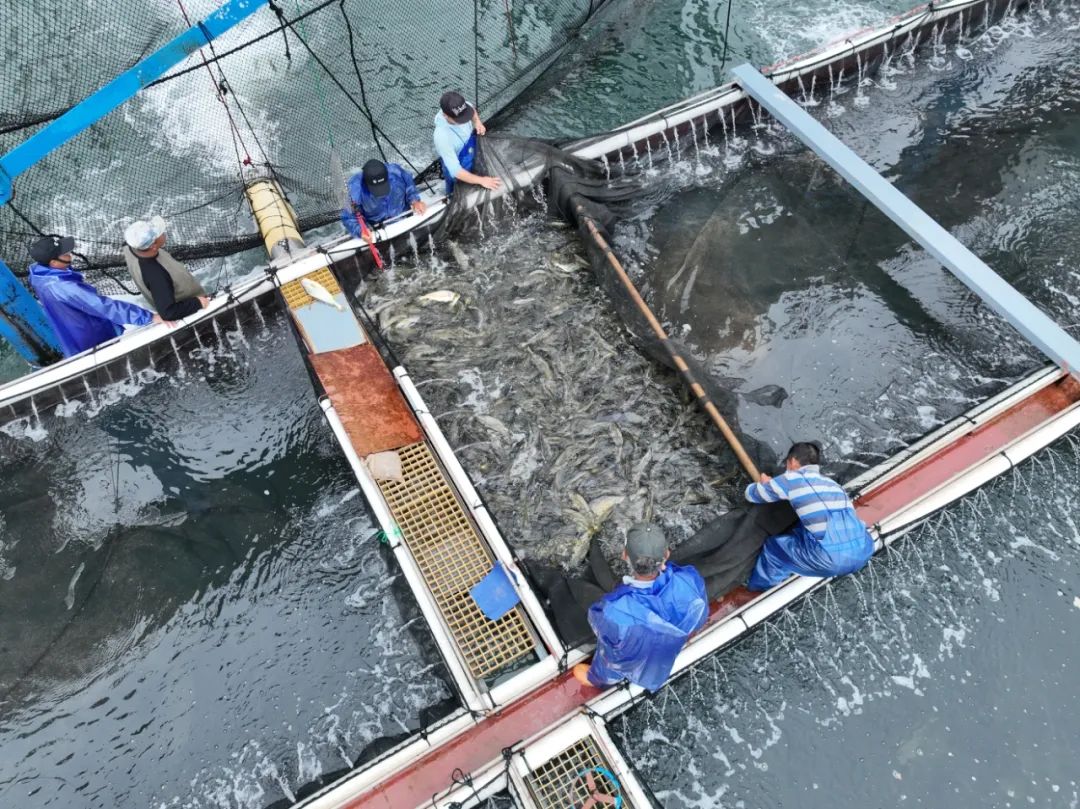 賣到“爆單”！住“深海豪宅”的魚，如此豪橫！