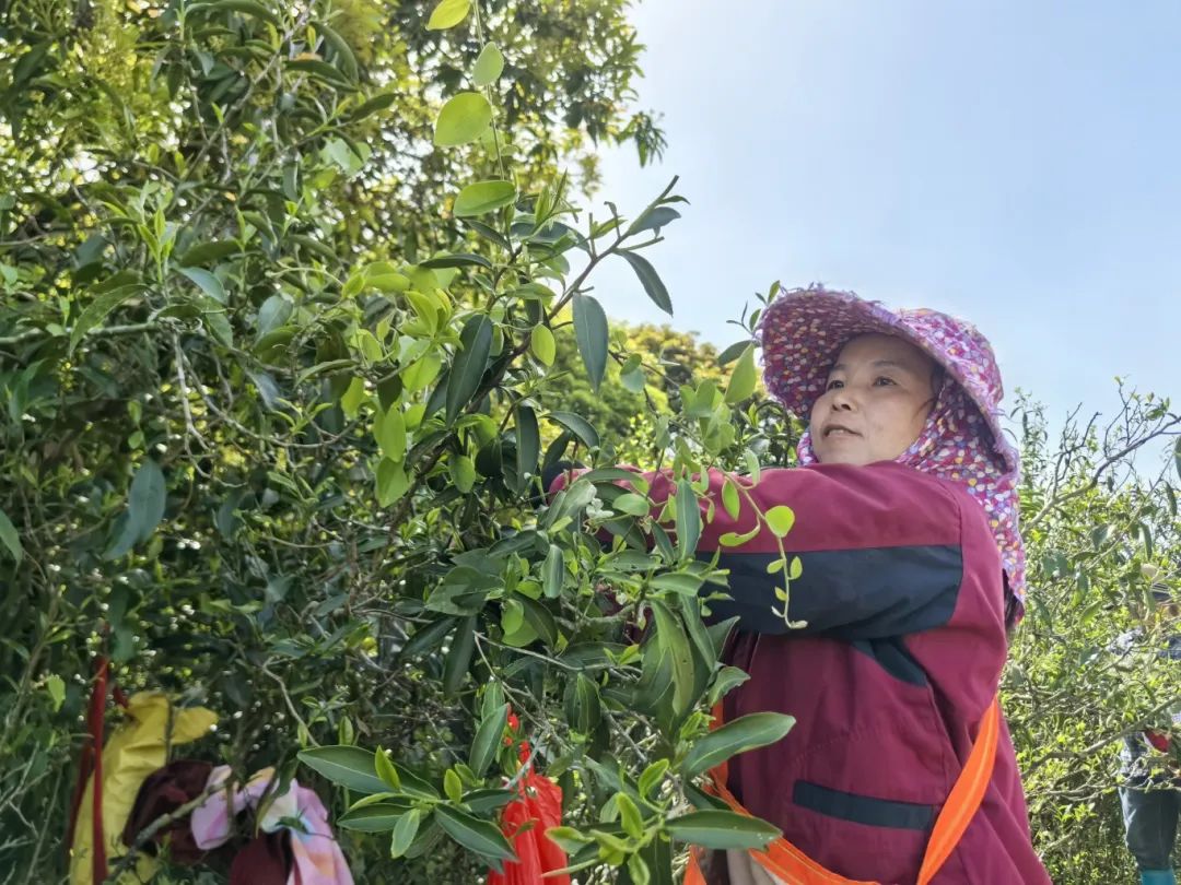 長樂深山藏“活化石茶”！一口喝下60年生態(tài)傳奇！
