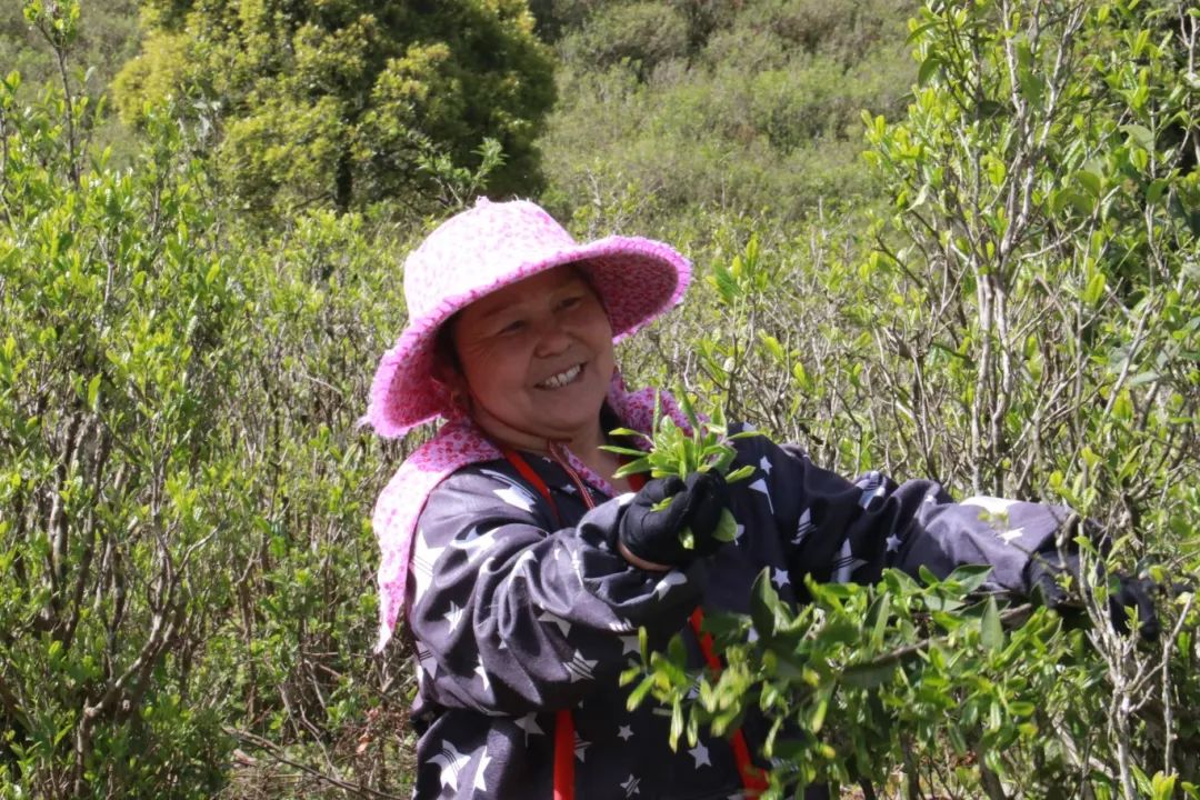 長樂深山藏“活化石茶”！一口喝下60年生態(tài)傳奇！