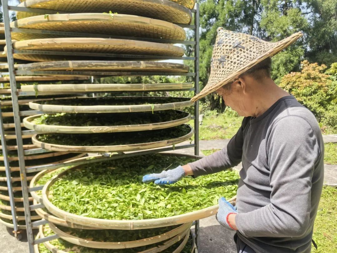 長樂深山藏“活化石茶”！一口喝下60年生態(tài)傳奇！
