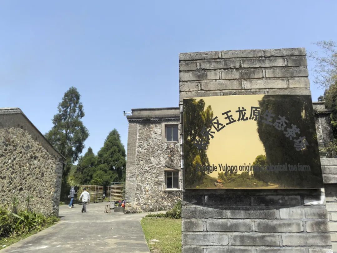 長樂深山藏“活化石茶”！一口喝下60年生態(tài)傳奇！