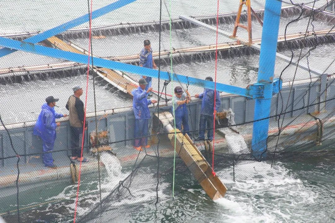 賣到“爆單”！住“深海豪宅”的魚，如此豪橫！