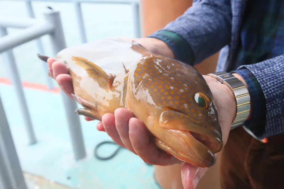 賣到“爆單”！住“深海豪宅”的魚，如此豪橫！