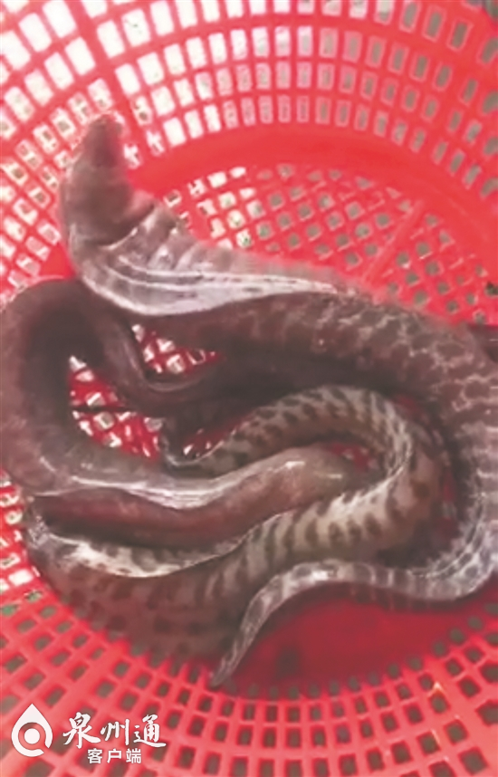看著都疼！斷頭鰻魚(yú)把福建男子手指肌腱咬斷了！