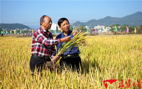 畝產(chǎn)454.63公斤！福建再生稻全程機械化耕種獲高產(chǎn)
