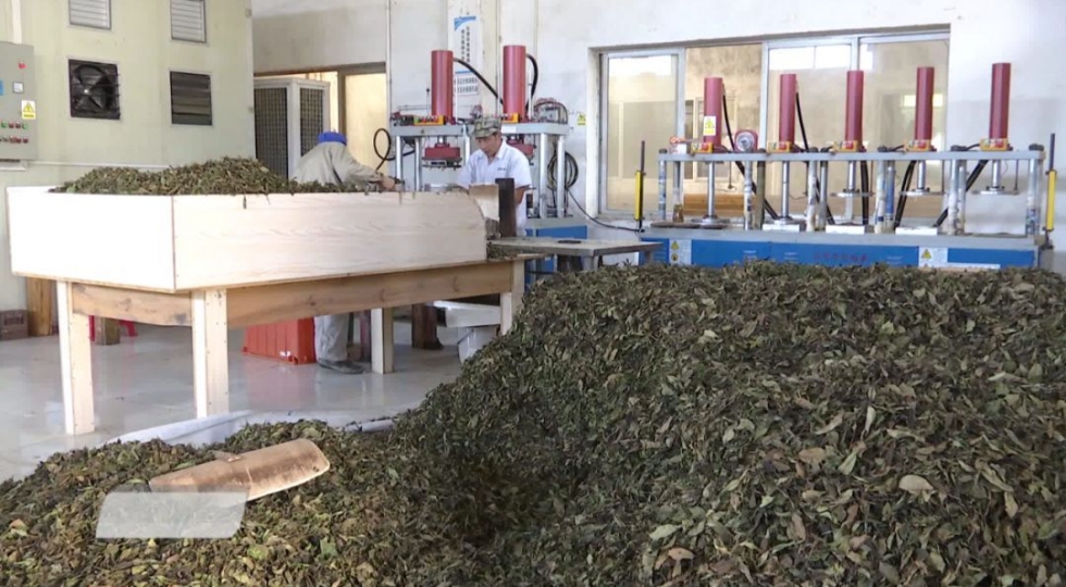 福建深山里，藏著一個低調(diào)的產(chǎn)茶大縣