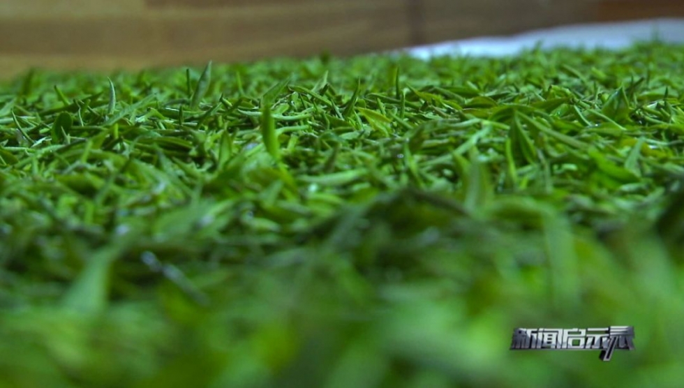 福建深山里，藏著一個低調(diào)的產(chǎn)茶大縣