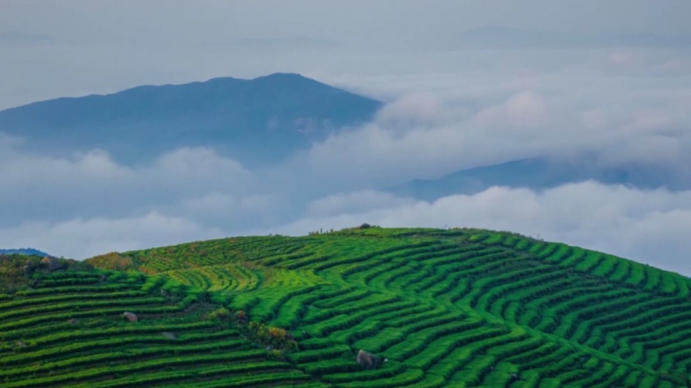 福建深山里，藏著一個低調(diào)的產(chǎn)茶大縣