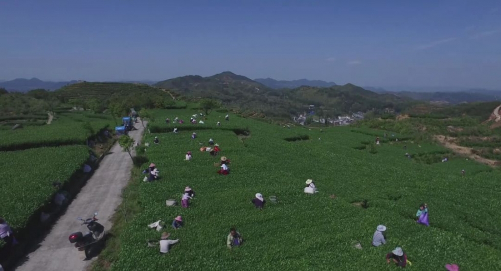 福建深山里，藏著一個低調(diào)的產(chǎn)茶大縣